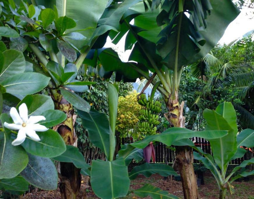 Fare Haurevaiti Moorea Паопао Экстерьер фото